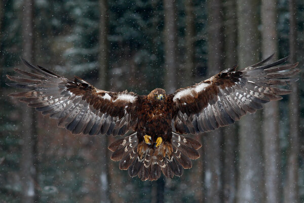 Flying bird of prey golden eagle