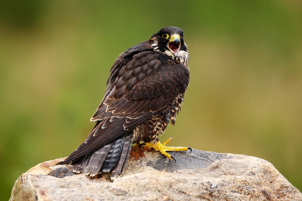 Peregrine Falcon, bird of prey