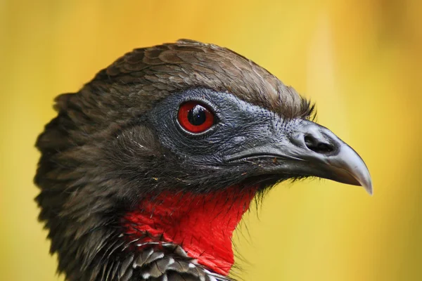 Detail portrait of Crested Guan — Stock Photo, Image