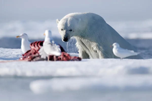 Napawanie niebezpieczny niedźwiedź polarny — Zdjęcie stockowe