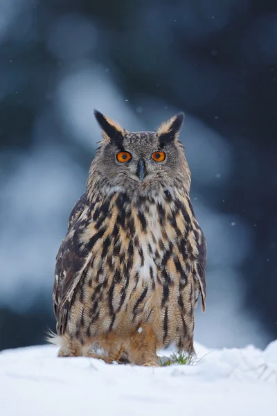 Stora eurasiska berguv — Stockfoto