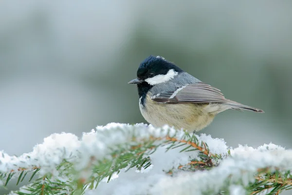 Tit de cărbune pe copac de molid înzăpezit — Fotografie, imagine de stoc