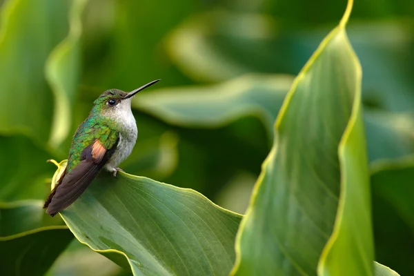 Colibrí de cola rayada sentado en la flor — Foto de Stock