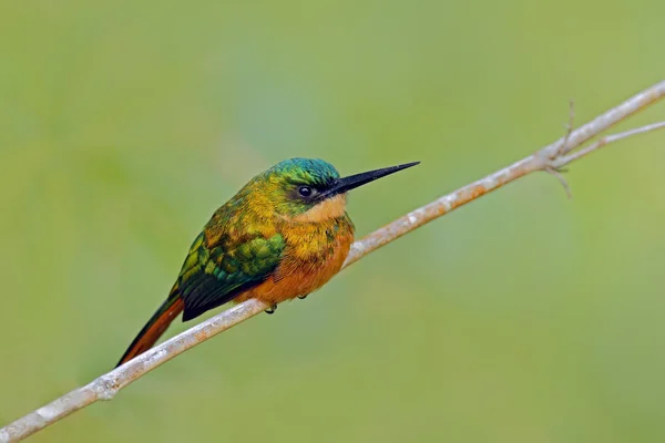 Rufous-tailed Jacamar sitting on the branch — Stock Photo, Image