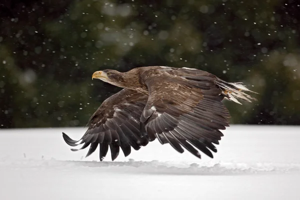 Oiseau de proie Aigle à queue blanche — Photo