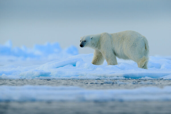 Big polar bear on drift ice