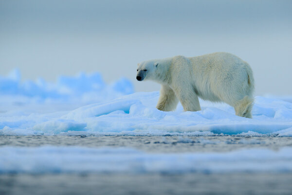 Big polar bear on drift ice