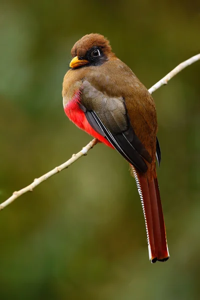 Maskierter Trogon im Lebensraum Natur — Stockfoto