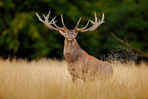 붉은 사슴 사슴 — 스톡 사진