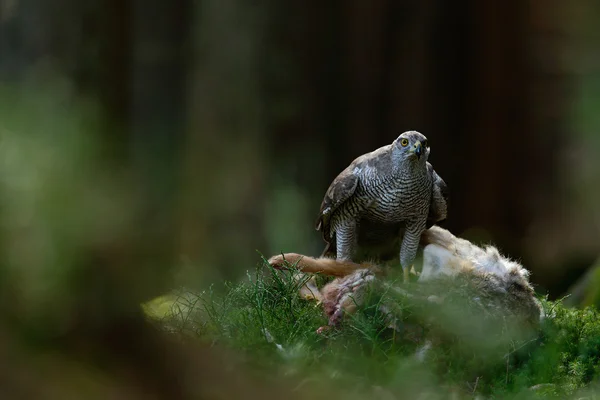 Bird of Prey Goshawk — Stock Photo, Image