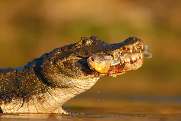 Krokodil met piranha vis — Stockfoto