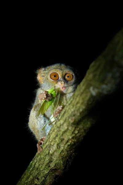 Tarsier espectral con saltamontes verdes —  Fotos de Stock