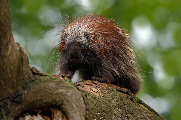 Mexican Prehensile-tailed Porcupine — Stock Photo, Image