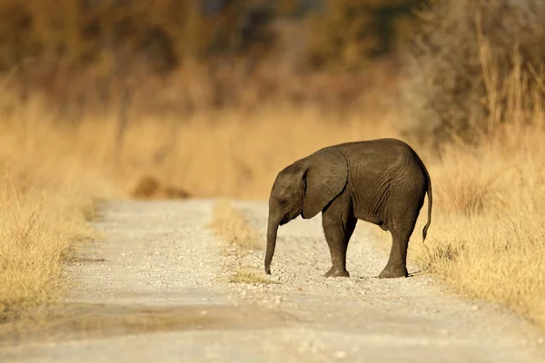 Unga afrikanska elefanten — Stockfoto