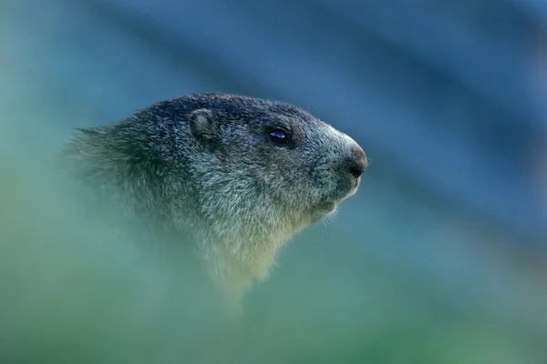 Marmota sentado na grama — Fotografia de Stock