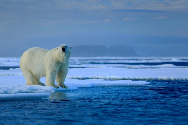 Gran oso polar sobre hielo de deriva — Foto de Stock