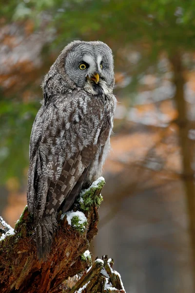 Große graue Eule — Stockfoto