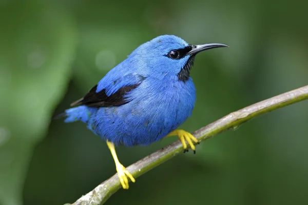 Shining Honeycreeper из Панамы — стоковое фото