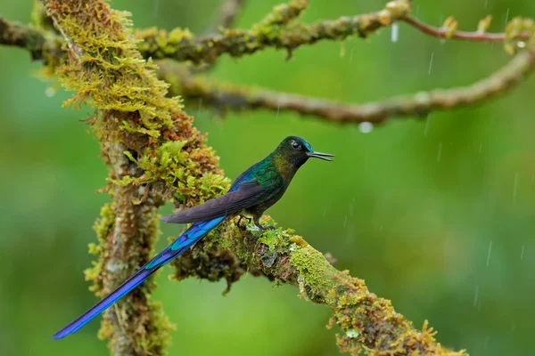 Sylph de cola larga en el hábitat natural — Foto de Stock