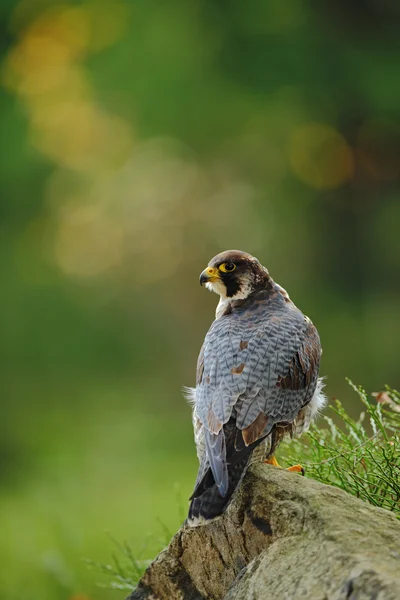 Dravý pták Sokol stěhovavý — Stock fotografie
