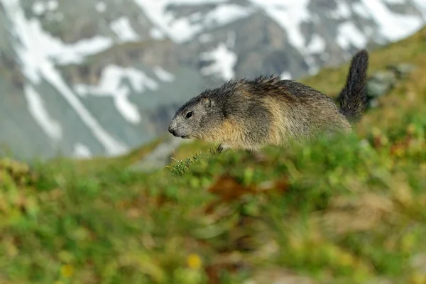 Marmotte courant dans l'herbe — Photo