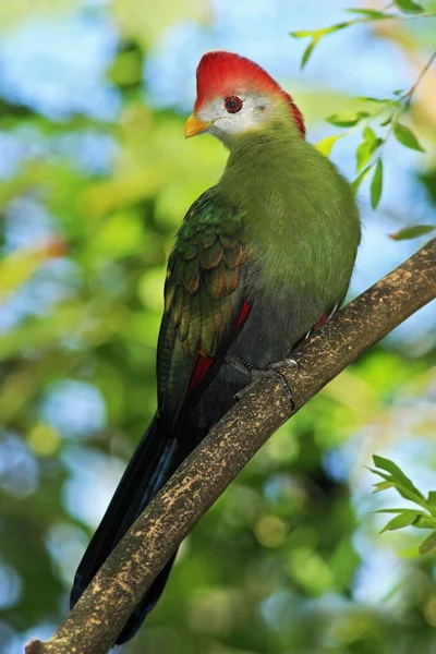 Pássaro verde de cor rara — Fotografia de Stock