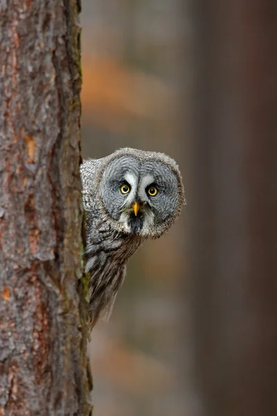 Portret van grote grijze uil — Stockfoto