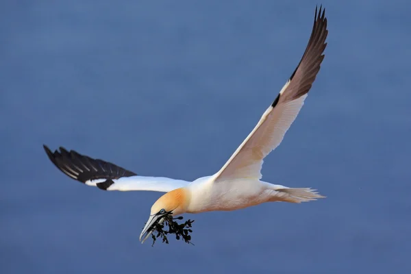 Flying Northern gannet — Stock Photo, Image