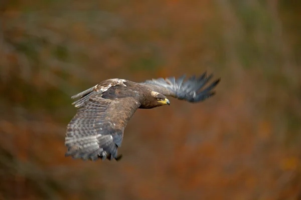 Volare scuro brawn steppa aquila — Foto Stock