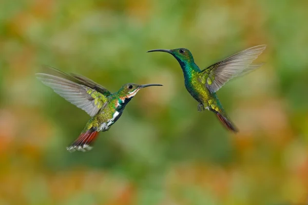 Casal de dois beija-flores a — Fotografia de Stock