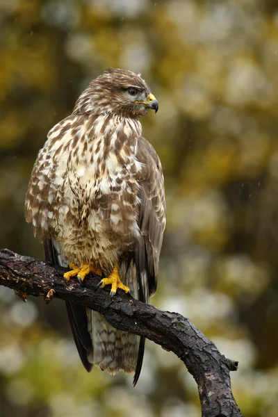 Vogel van bidden Buizerd — Stockfoto