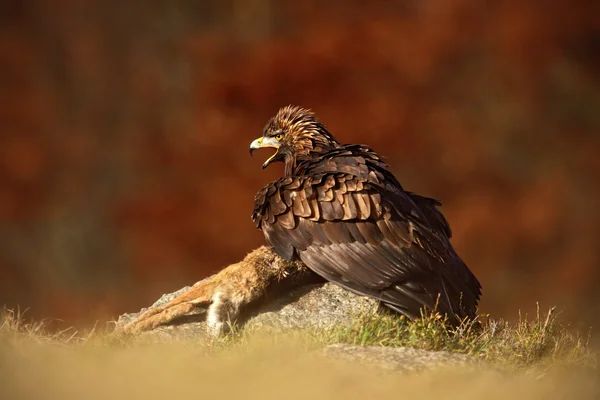 Хижий Птах Золотий орел — стокове фото