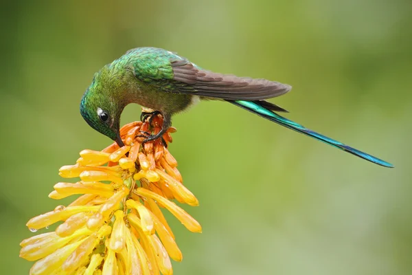 Colibri Sylph à longue queue — Photo