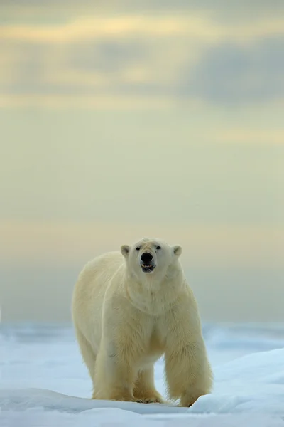 Gran oso polar sobre hielo de deriva — Foto de Stock