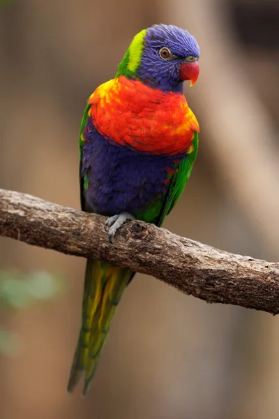 Färgstark papegoja Rainbow — Stockfoto