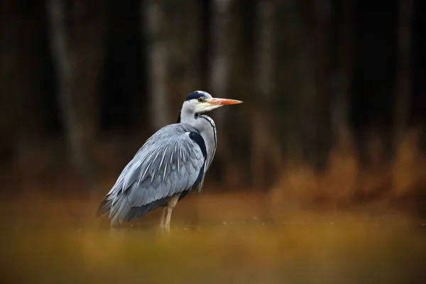 Garza gris sentada en la hierba — Foto de Stock