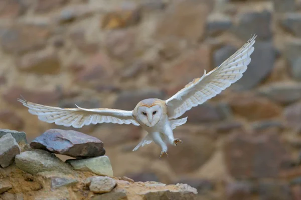 Schleiereule fliegt — Stockfoto