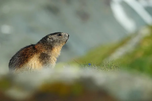 Χαριτωμένο ζώο Marmot — Φωτογραφία Αρχείου