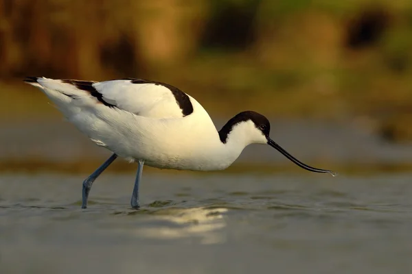 Fekete-fehér wader madár — Stock Fotó