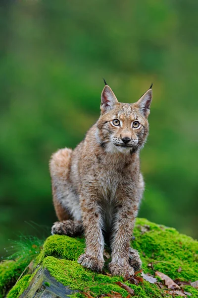 野生の猫ヨーロッパオオヤマネコ — ストック写真