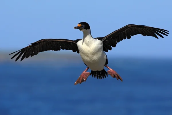 Imperial Shag Aalscholver tijdens de vlucht — Stockfoto