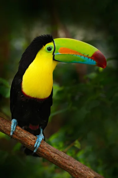 Καρίνα τιμολογείται toucan — Φωτογραφία Αρχείου