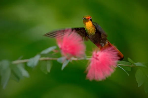 Colibri rubis-topaze coloré — Photo