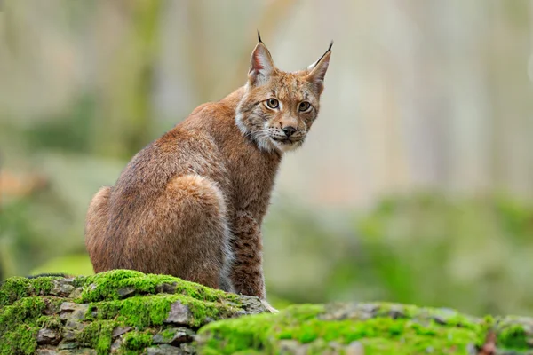 Wild cat Eurasian Lynx — Stock Photo, Image