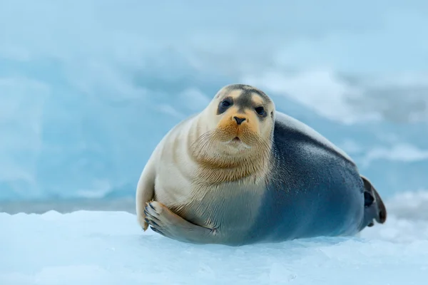 蓝色和白色的冰上的髯的海豹 — 图库照片