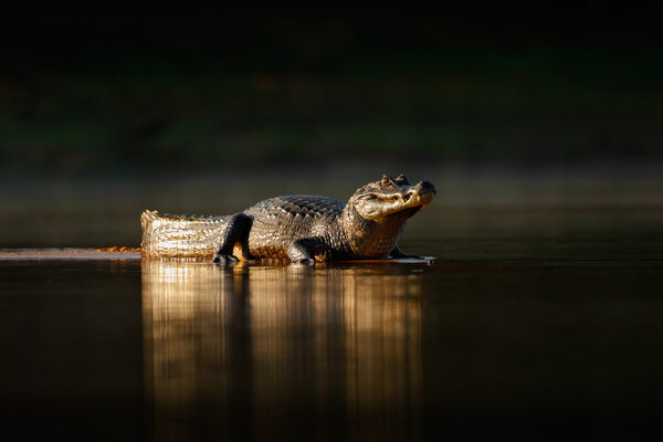 Gold crocodile in the dark water