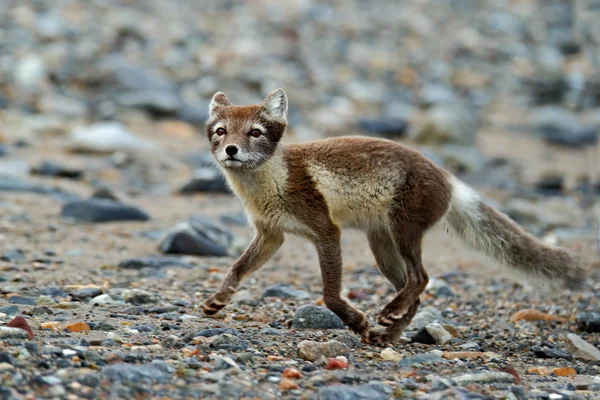 Arctic Fox en la playa de guijarros gris —  Fotos de Stock