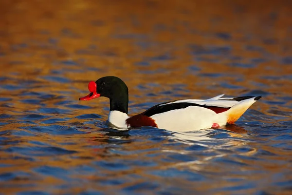 자연 서식 지에서 일반적인 Shelduck — 스톡 사진