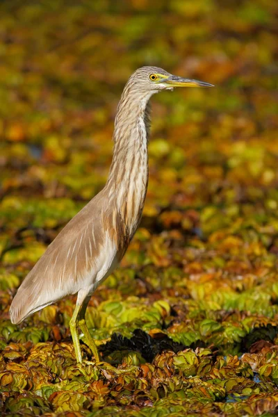 Indischer Teichreiher — Stockfoto