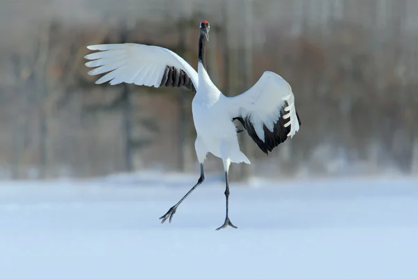 Rödkronad crane flyger — Stockfoto